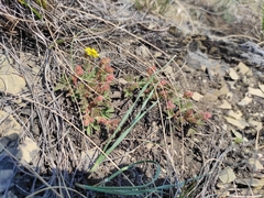 Potentilla humifusa