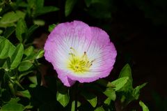 Oenothera speciosa
