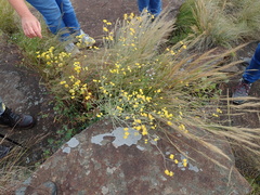 Helichrysum oligopappum