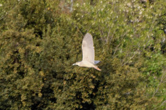 Nycticorax nycticorax