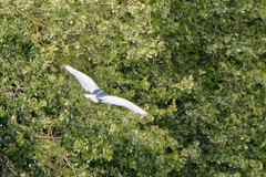Nycticorax nycticorax