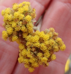 Helichrysum oligopappum