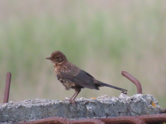 Turdus merula