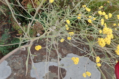 Helichrysum oligopappum