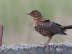 Turdus merula