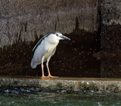 Nycticorax nycticorax
