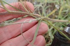 Helichrysum oligopappum