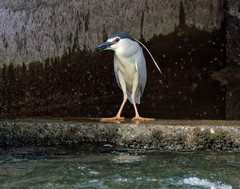 Nycticorax nycticorax