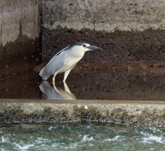 Nycticorax nycticorax