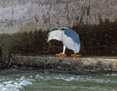 Nycticorax nycticorax