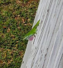 Anolis carolinensis