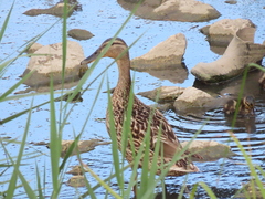Anas platyrhynchos
