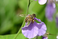 Eristalis cerealis