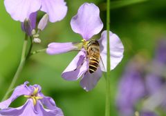 Eristalis cerealis