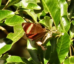 Adelpha lycorias