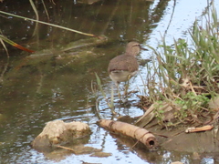 Actitis hypoleucos