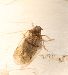 Cixius distinguendus