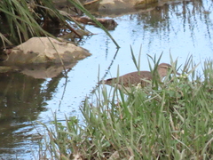 Actitis hypoleucos
