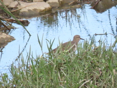 Actitis hypoleucos