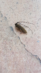 Agapanthia asphodeli