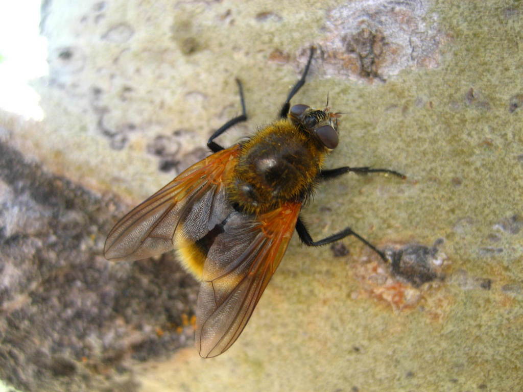Mesembrina decipiens