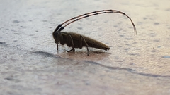 Agapanthia asphodeli