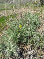 Artemisia fragrans