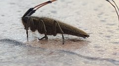 Agapanthia asphodeli