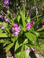 Bletilla