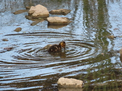 Anas platyrhynchos