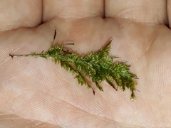 Trachyloma diversinerve