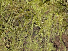 Hypnum chrysogaster