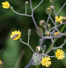 Hieracium longipilum