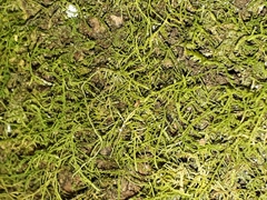 Thuidiopsis sparsa