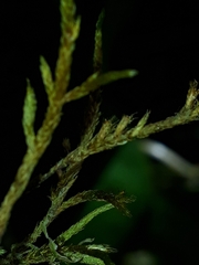 Cryphaea chlorophyllosa