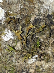 Cryphaea acuminata