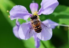 Eristalis cerealis