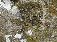 Cryphaea acuminata