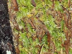 Calomnion complanatum