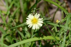 Ixeris strigosa