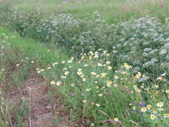Glebionis coronaria