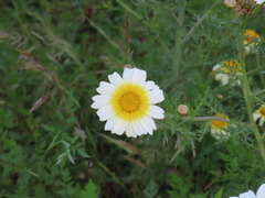 Glebionis coronaria