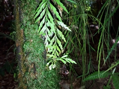 Asplenium bulbiferum x a flaccidum