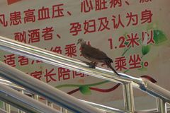 Streptopelia chinensis