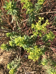 Euphorbia esuliformis