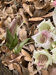 Parmentiera cereifera