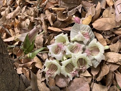 Parmentiera cereifera