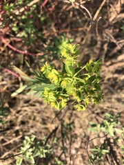Euphorbia esuliformis