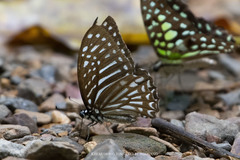 Graphium megarus