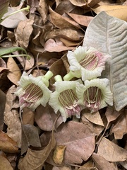 Parmentiera cereifera